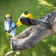 Best Grass Overseeding  in Williams, CA